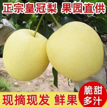 皇冠梨