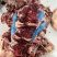 牛碎肉牛腱子前后腿肉
