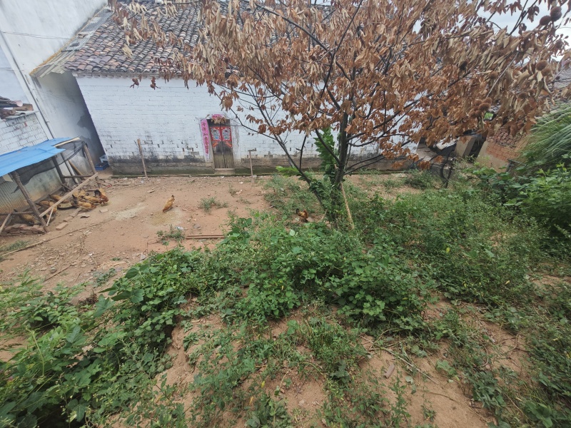 江西农家散养土鸡