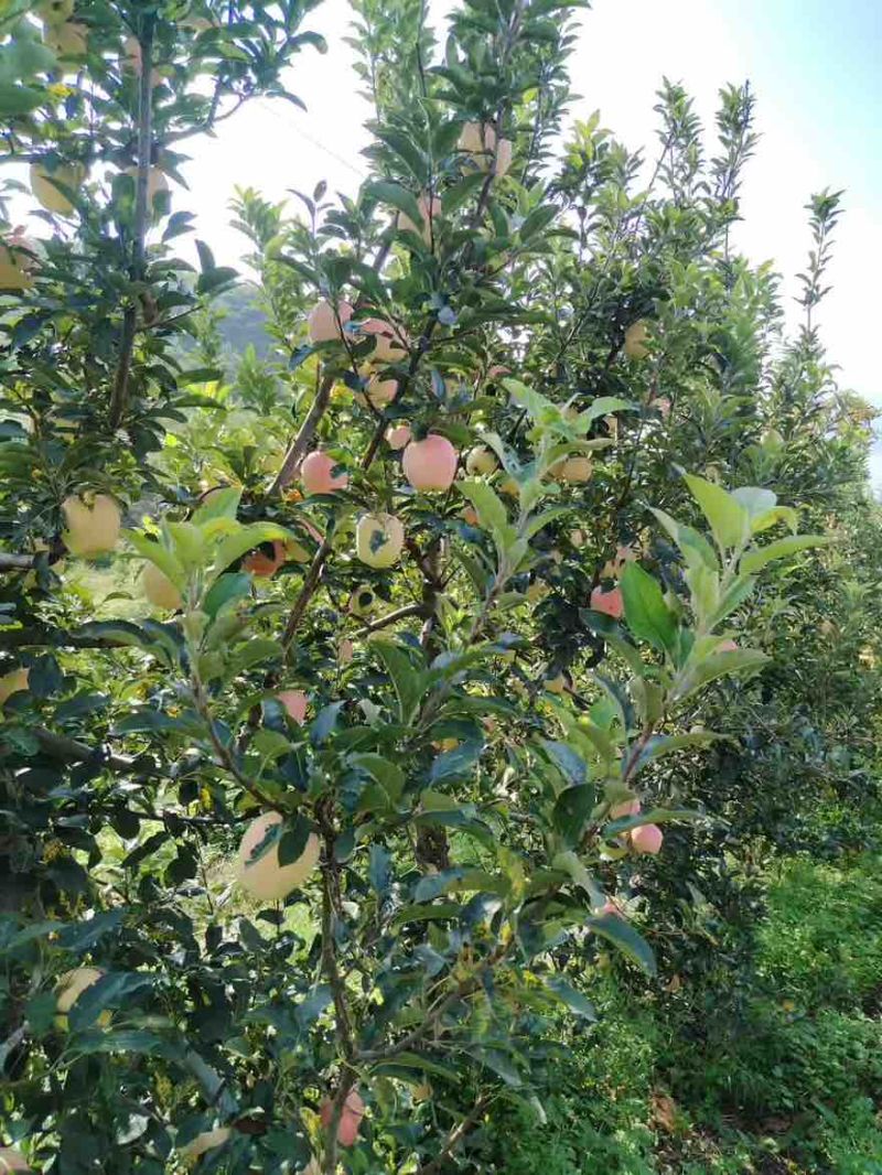 阜平县高山苹果，中秋王，30万斤。