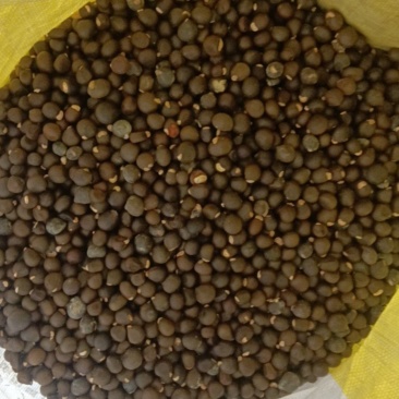 文冠果种子
