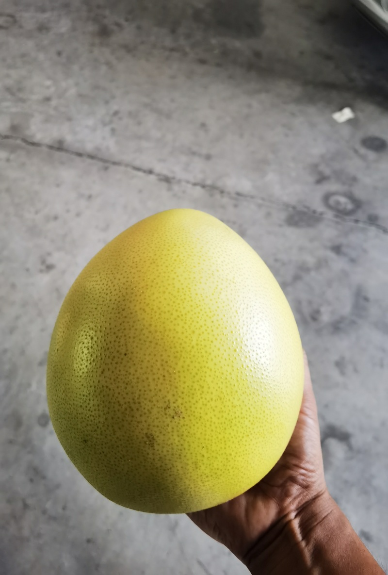 梅州蜜柚开始上市咯