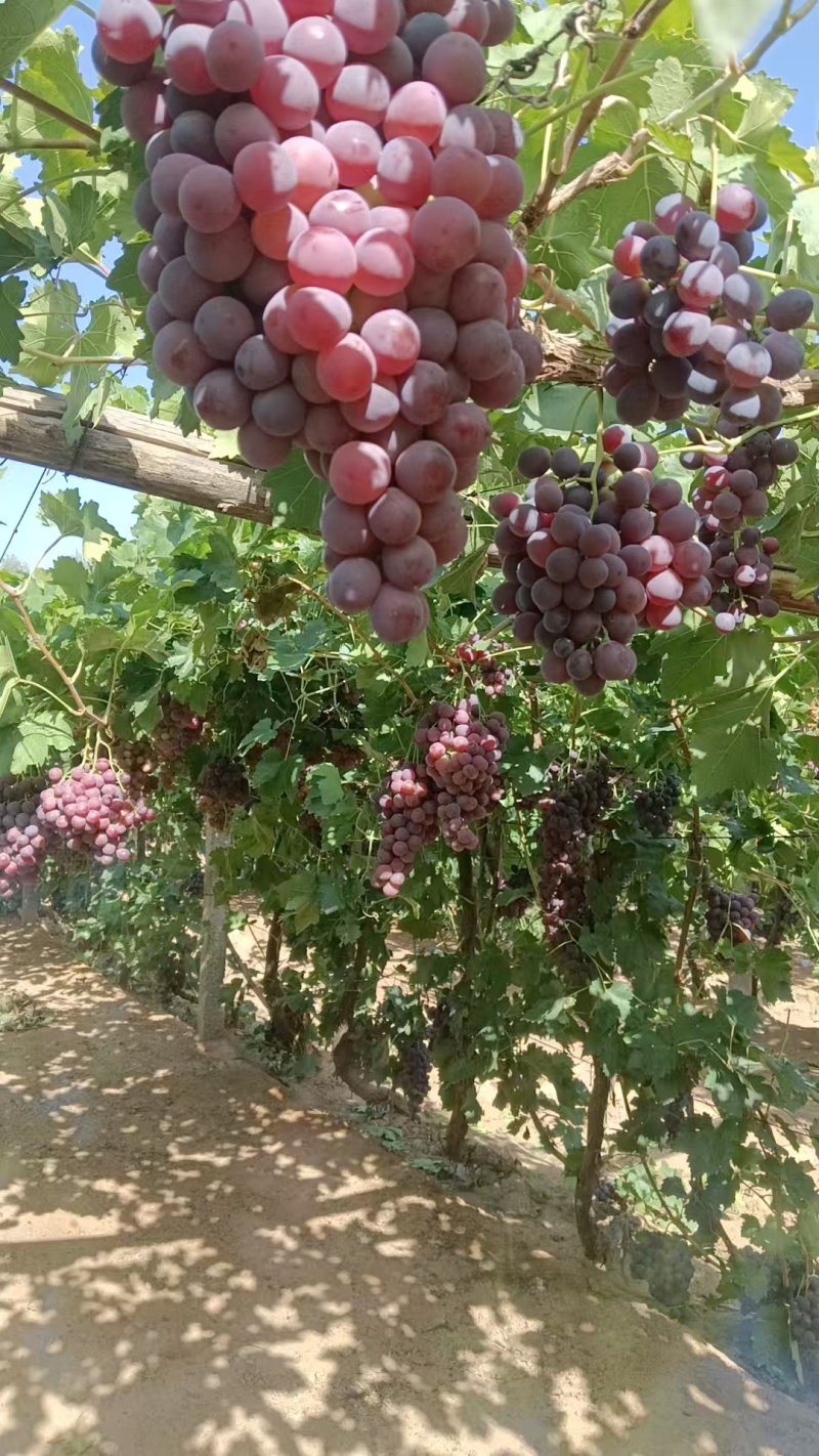 临泽红提葡萄