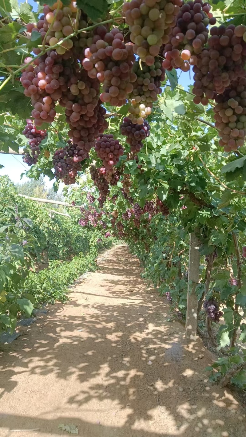 临泽红提葡萄