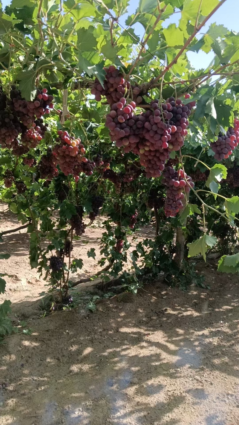 临泽红提葡萄