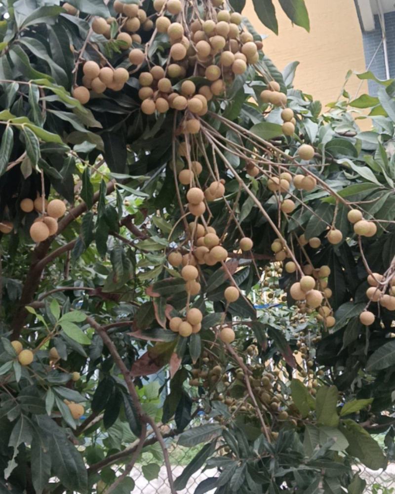 屏山县书楼镇，储良桂圆，皮薄肉厚核小，胞甜汁多