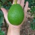 牛油果🥑