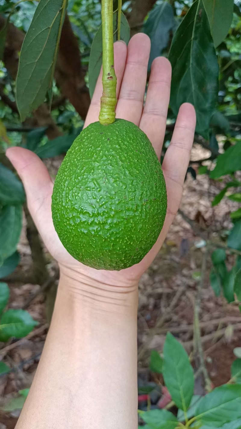 牛油果🥑