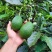 牛油果🥑