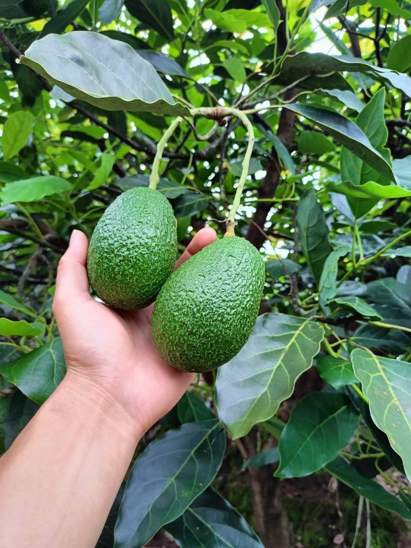 牛油果🥑