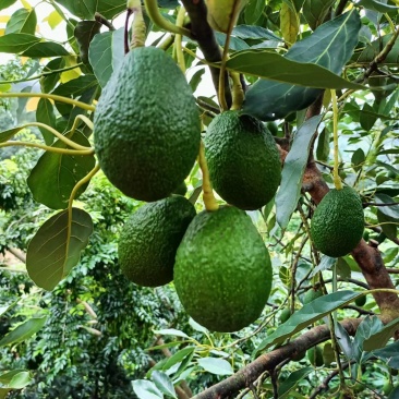 牛油果🥑