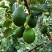 牛油果🥑