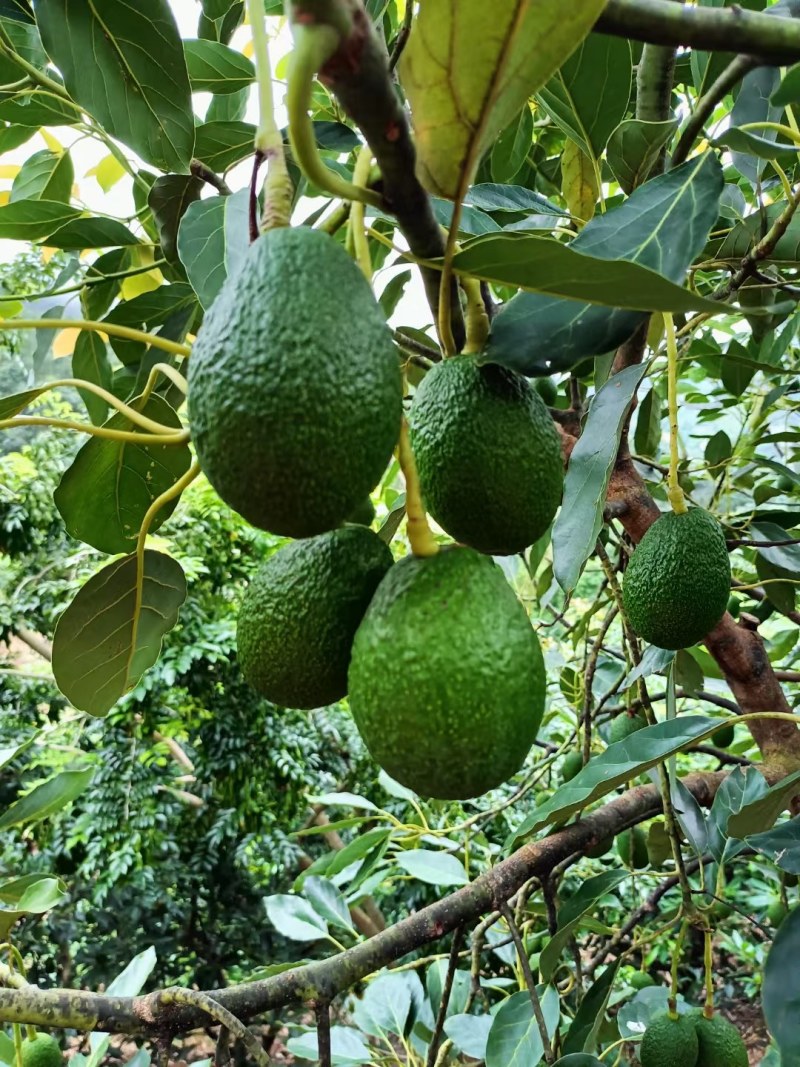 牛油果🥑