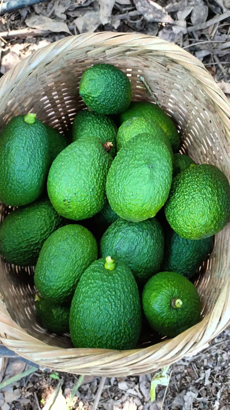 牛油果🥑
