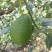 牛油果🥑