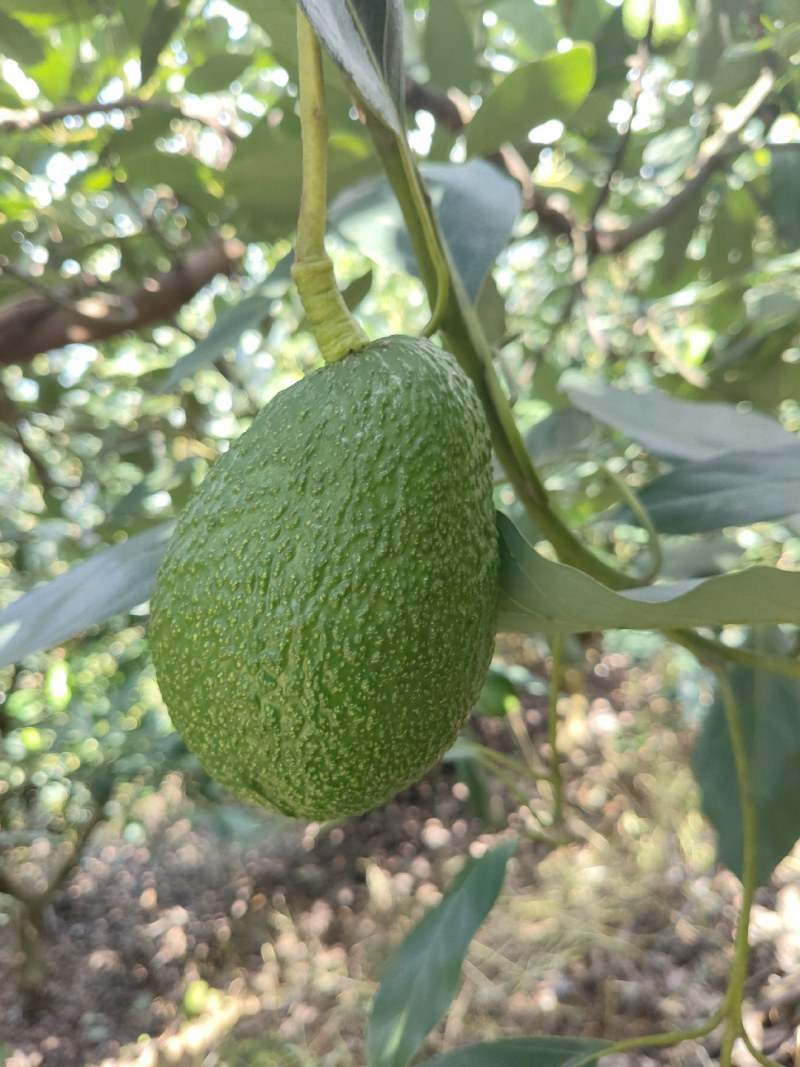 牛油果🥑