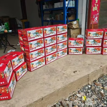 大凉山盐源苹果