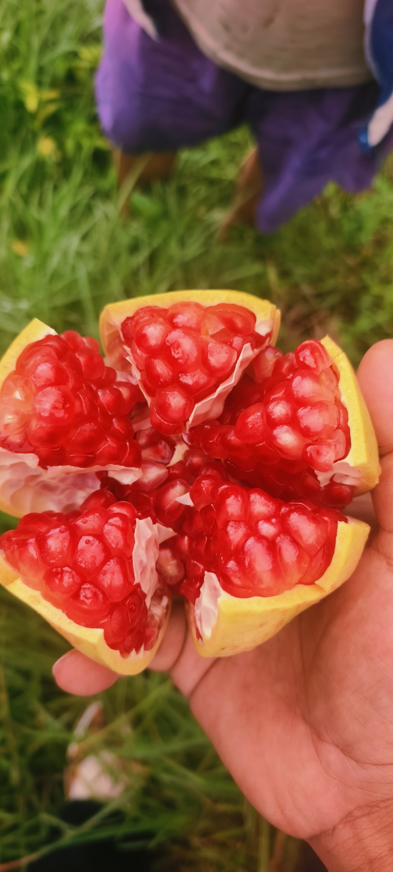楚雄永仁突尼斯石榴