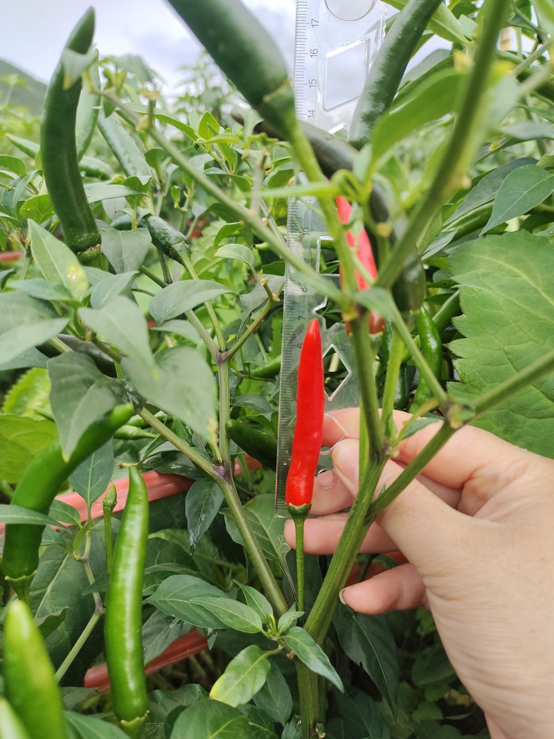 云南新鲜朝天椒