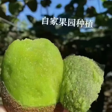 陕西周至猕猴桃徐香，翠香，