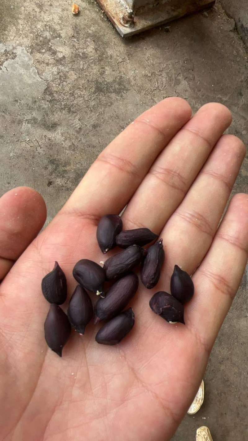 云南普洱黑花生