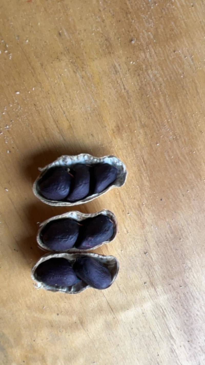 云南普洱黑花生