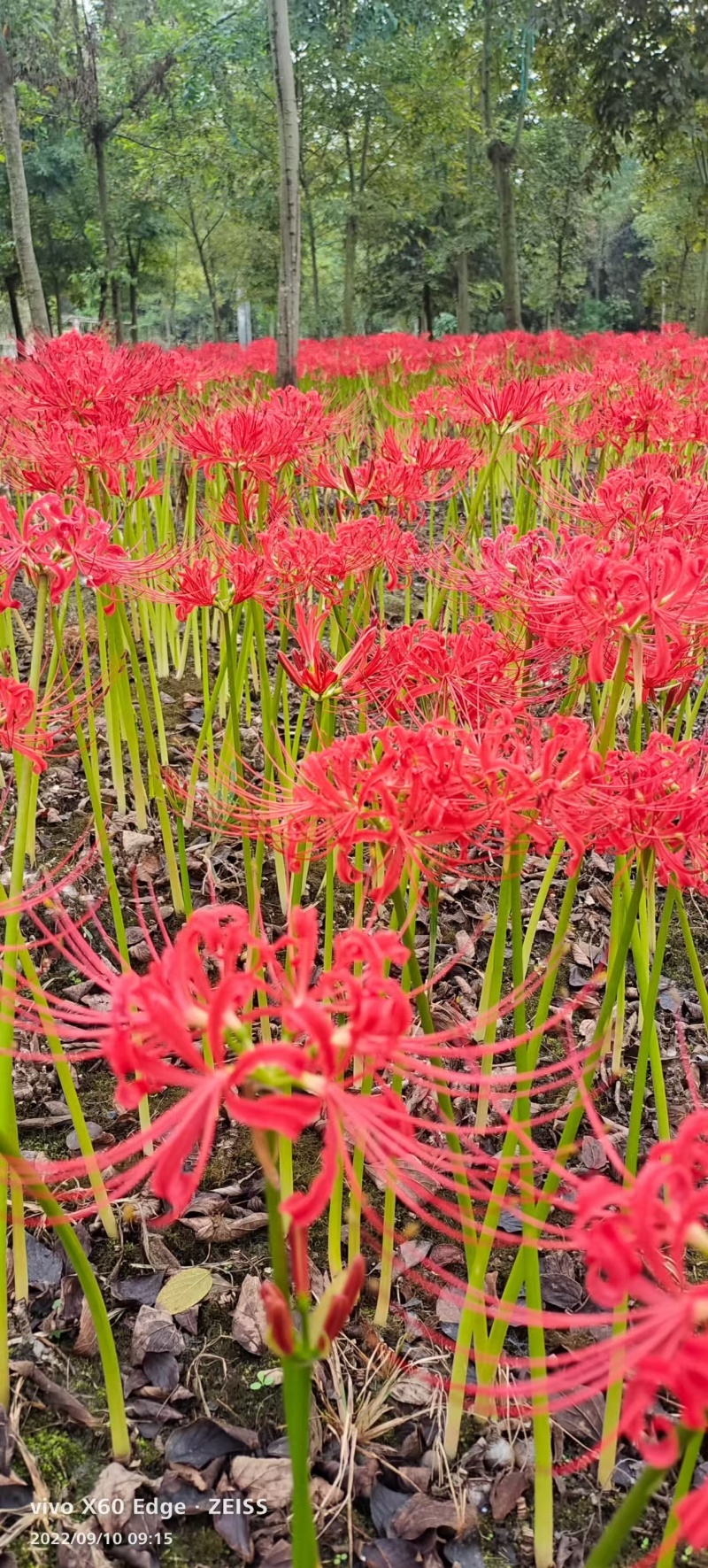彼岸花，石蒜，龙爪花
