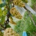 益生菌阳光玫瑰葡萄，规格10壳以上，糖16+20