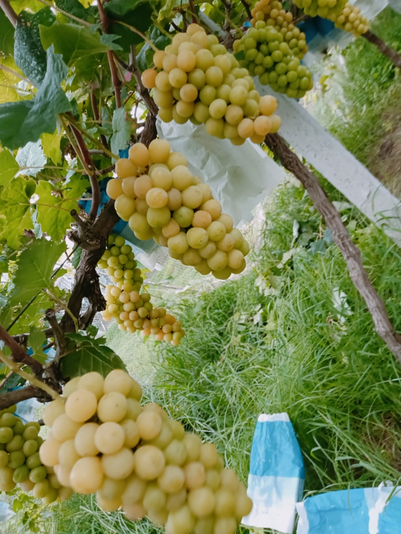 益生菌阳光玫瑰葡萄，规格10壳以上，糖16+20