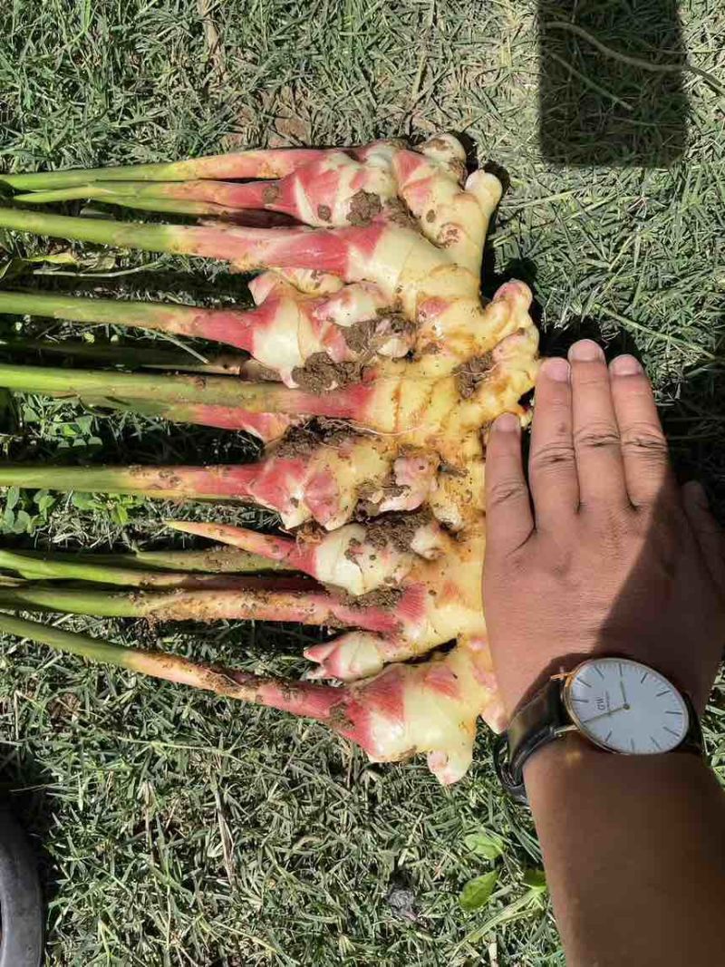 云南高山小黄姜嫩姜电商话，可代办