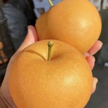 重庆巫山秋月梨高海拔梨