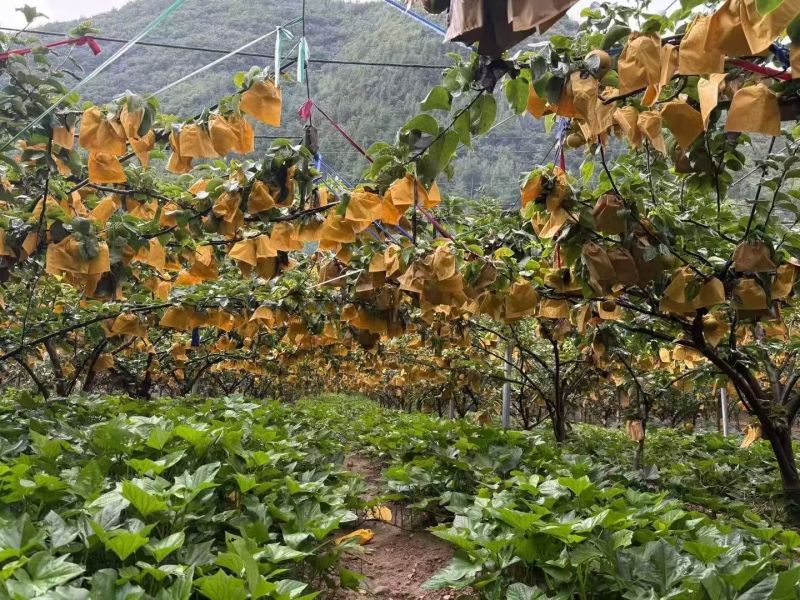 重庆巫山秋月梨高海拔梨