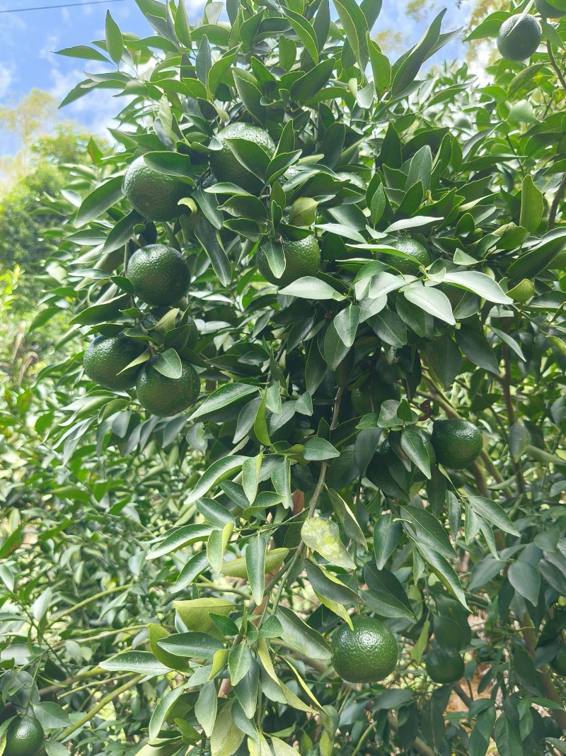 茶枝柑陈皮柑小青柑