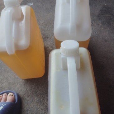 高山小粒山茶油