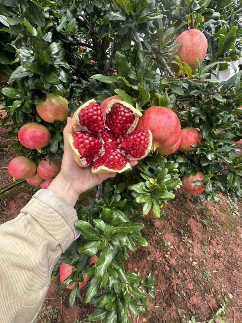 会理软籽石榴