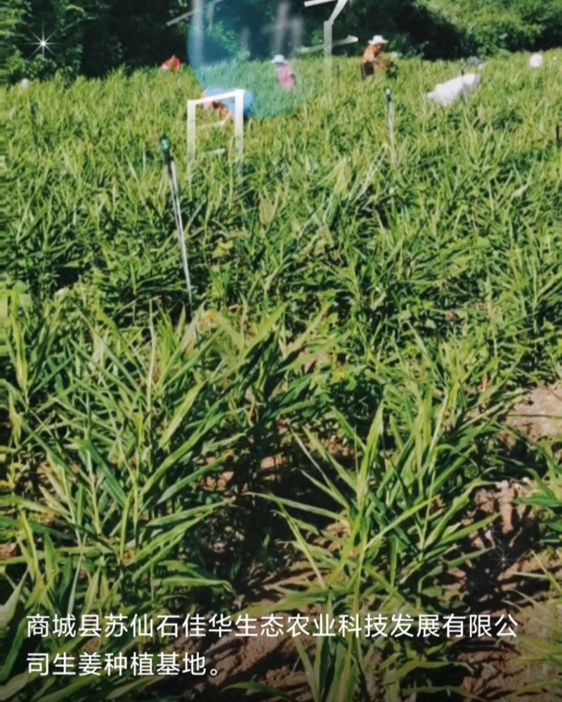 信阳市生姜