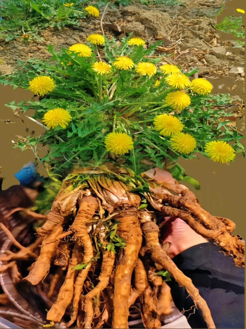 高山纯野生，每天早上采货，下午发货