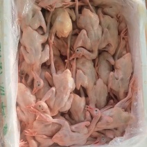 全净膛精品乳鸽6.5~7两7~7.5两，现货供应