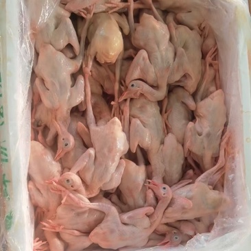 全净膛精品乳鸽6.5~7两7~7.5两，现货供应
