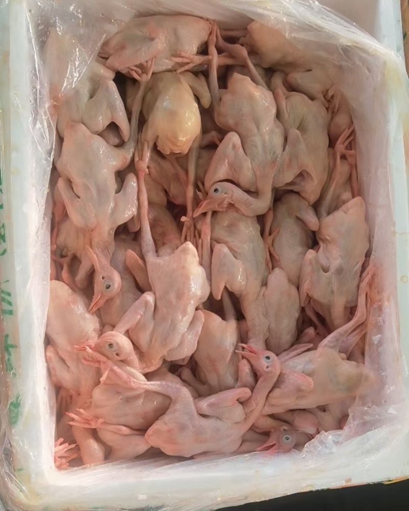 全净膛精品乳鸽6.5~7两7~7.5两，现货供应