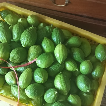 广东香水柠檬，塔西提柠檬