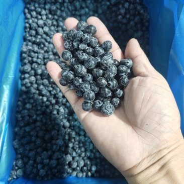 蓝莓冻果（原料果）