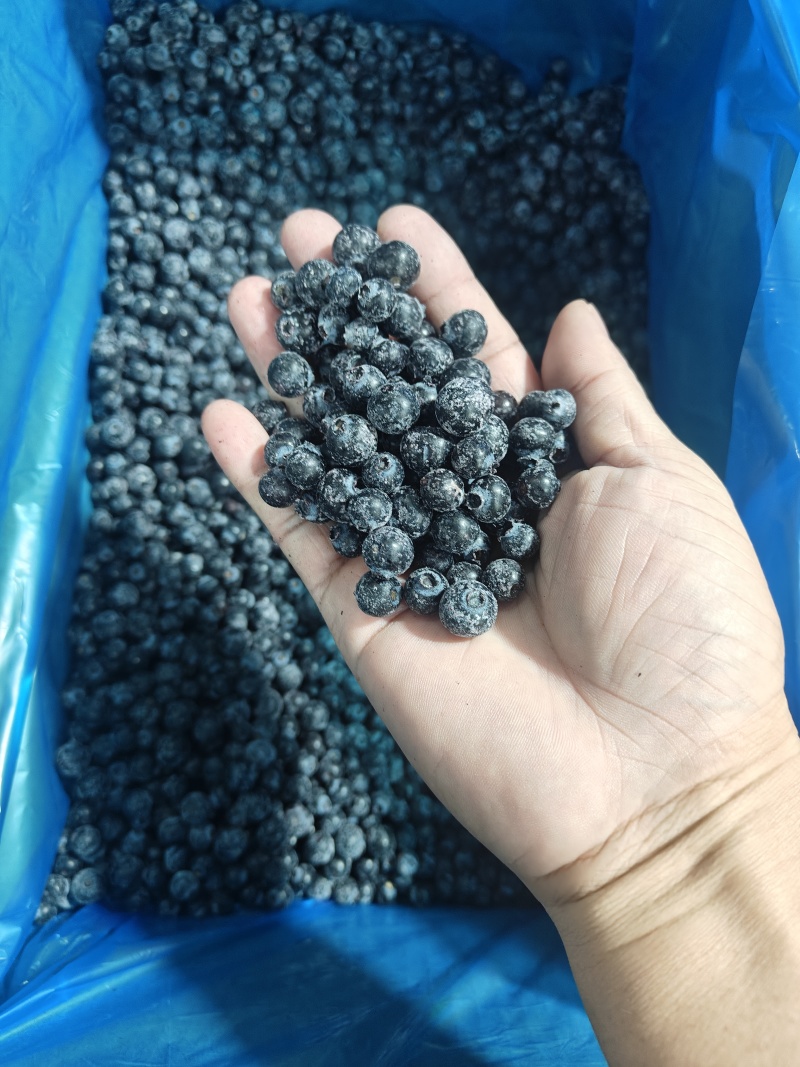 蓝莓冻果（原料果）