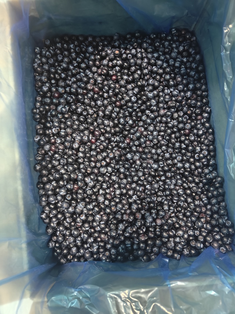 蓝莓冻果（原料果）