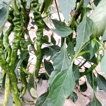 二荆条，线椒