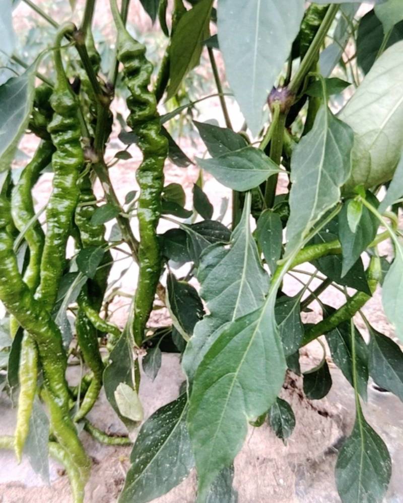 二荆条，线椒