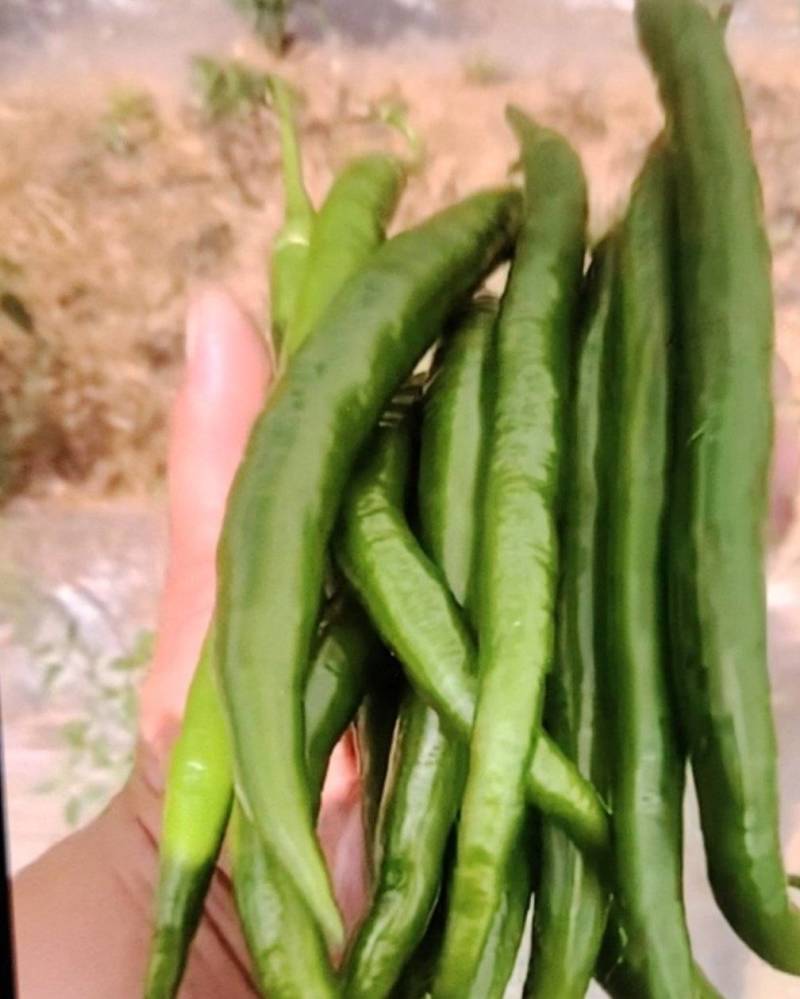 二荆条，线椒