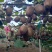 猕猴桃