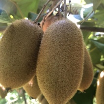 凤凰县精选红心猕猴桃基地直供质量保证一手货源全国发货