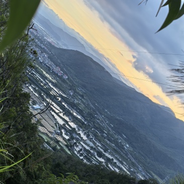 青枣
